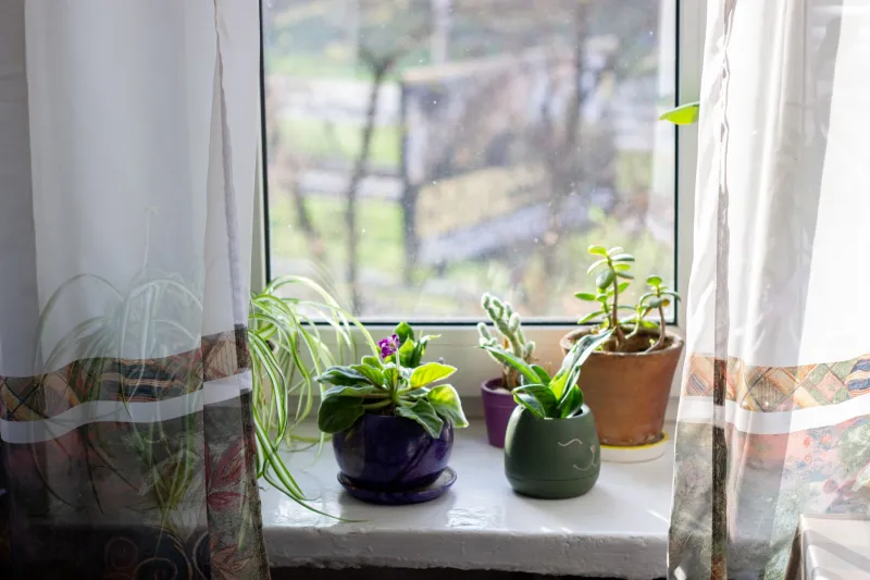 Every Plant in My Apartment Has a Name, a Bloodline, and a Political Agenda